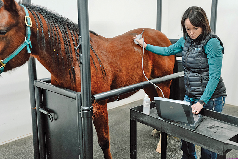 how to plan emergency horses, burwash equine services, dr. crystal lee burwash, ultrasound for horses, physical exam horses, abdominal tap horse, nasogastric tube horse, puncture wound horse
