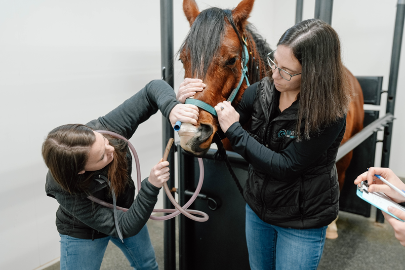 how to plan emergency horses, burwash equine services, dr. crystal lee burwash, ultrasound for horses, physical exam horses, abdominal tap horse, nasogastric tube horse, puncture wound horse