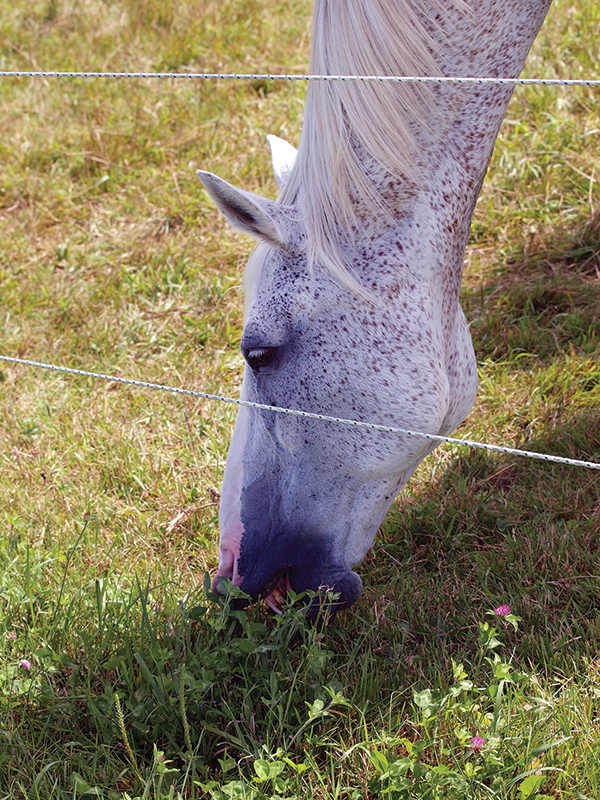penn state extension equine team, rotational grazing horses, managing horse pastures, sacrifice lot horse grazing