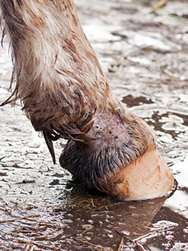 Mud fever, equine pastern dermatitis, horse greasy heel, equine skin disease, fungi infection horse