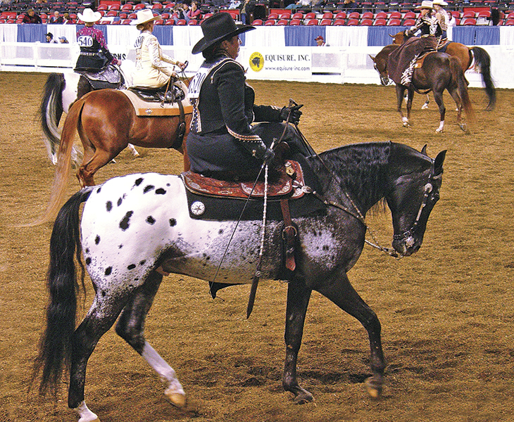 how to ride sidesaddle, sidesaddle makers, sidesaddle clubs, sidesaddle associations, western sidesaddles, english sidesaddles, patricia hardy sidesaddle, robert jenkins malvern saddle, susan bellinger sidesaddle