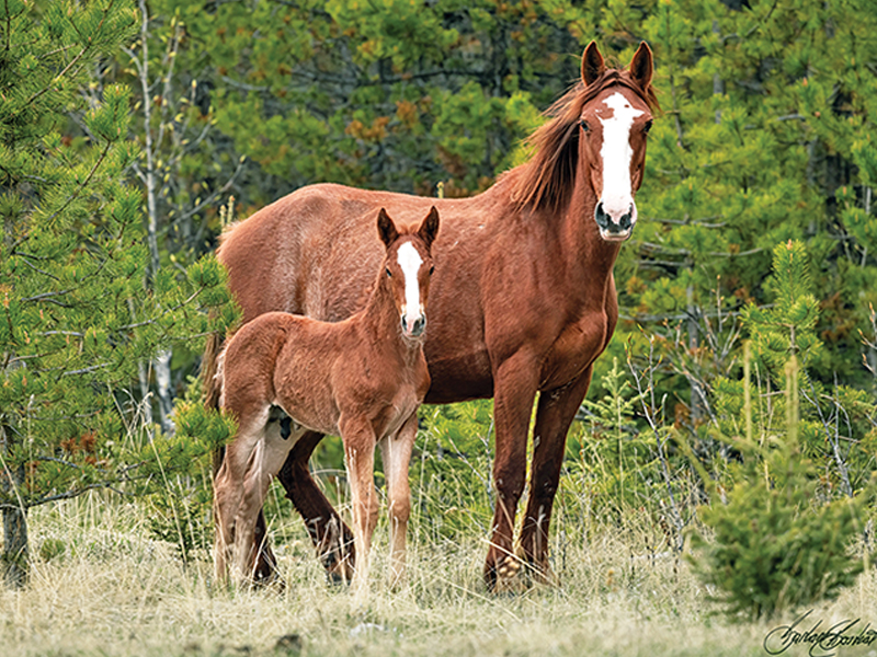alberta's wild horses, wild horses alberta cull, horses in alberta, feral horse management framework, alberta wildies society, haws, the wildie west podcast, wild horses of alberta whoas, alberta mountain horse