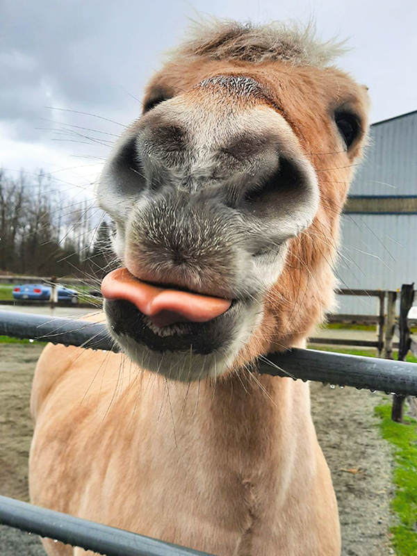 NFTRA therapy horses, North Fraser Therapeutic Riding Association, horse community heroes