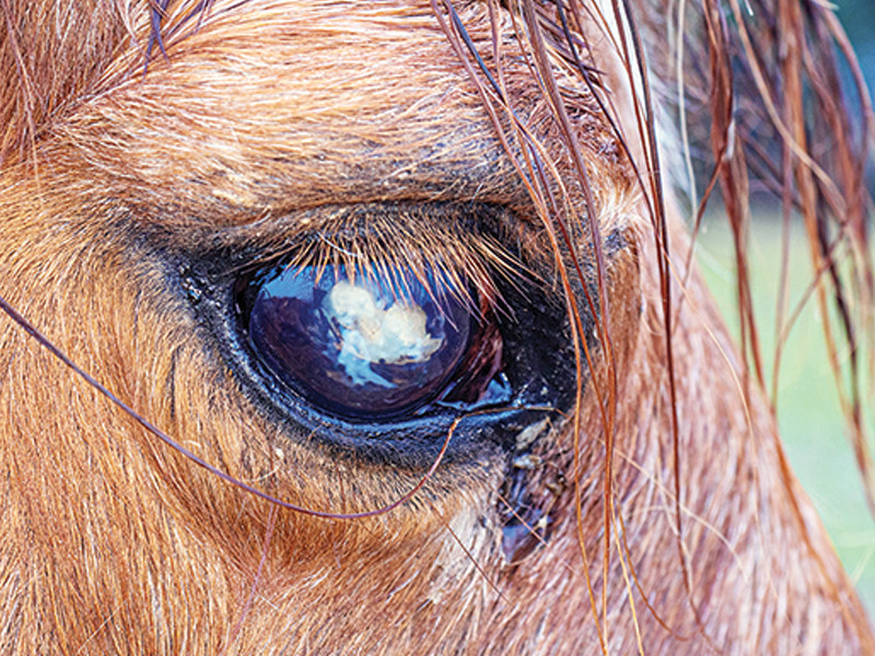 eye with equine recurrent uveitis, moon blindness eye, Dental health older horse, joint pain older horse, nutrition senior horse, gut health aging horse, ppid horses, cushing's disease horses, horse laminitis, ems equine metabolic syndrome, eye health old horse, exercising senior horse, signs horse is getting old