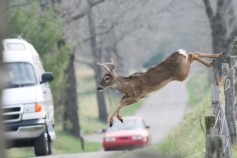 covid-19 animals, covid-19 transmission, zoo animals covid-19, penn perelman school of medicine covid, white-tailed deer covid, hunting deer covid-19