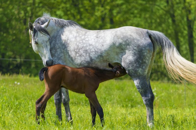 horse-related contracts, buying a horse, legal documents horse sale, horse insurance contracts, horse breeding contract, karen weslowski
