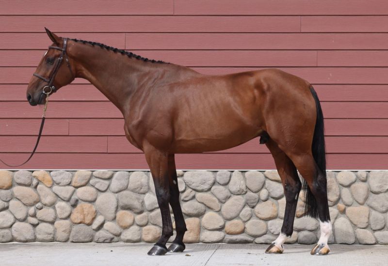 zinfandel cwhba, estrella del norte, ulterra giselle, zinfandel, deutscher de niro, cwhba fall sale, canadian warmblood fall sale