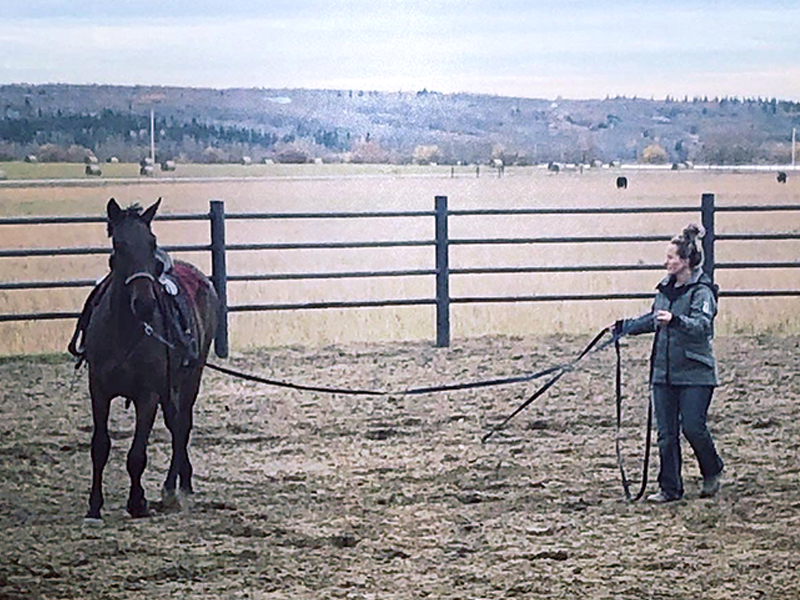 training young horses, starting a green horse, affordable horse ownership Canada, developing a sport horse, groundwork training horses, buying young horses Canada, horse training basics, equestrian on a budget