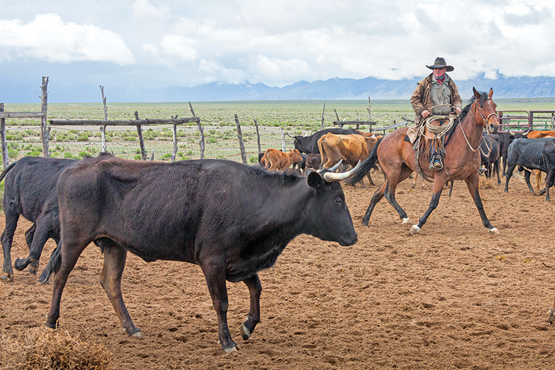 bridle horse riding, tania millen, martin black horse trainer, spanish cowboys, stefanie travers horse trainer, straight up bridle, bosal two rein, roping