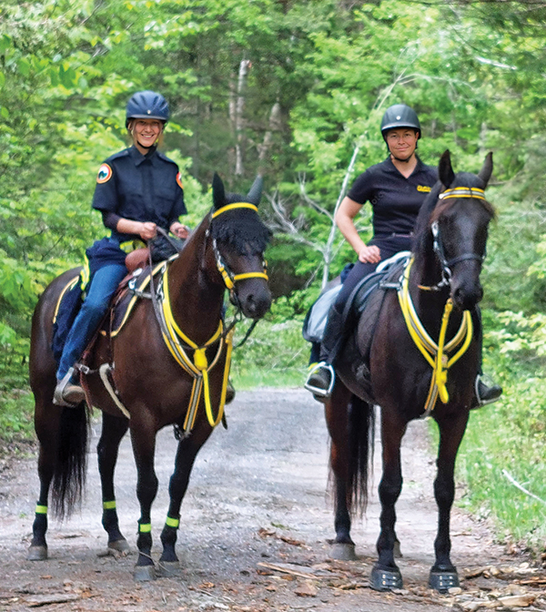 mounted search and rescue horses, msar horses, horses with jobs, working horses, school horses, therapy horses, search and rescue horses, quadrille horses, movie horses, horse temperament, equine careers