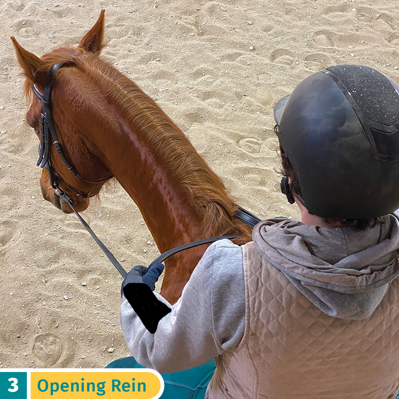 five rein aids horses, opening rein aid, riding horses rein aids, sarah mellings, ec certified coaches