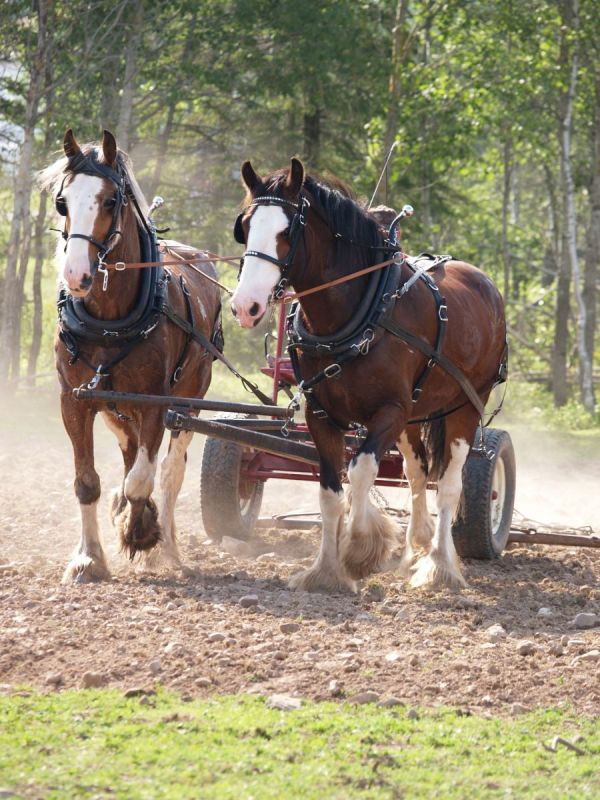taxes horse farm, taxes horse ownership, canada taxes horse owners, taxing horse services