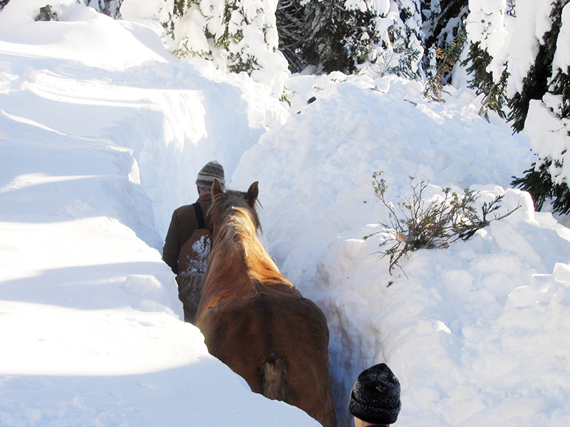 bell and sundance horses, horse rescue in bc, pack horses abandoned bc, horse christmas stories, mount renshaw horse rescue, horses trapped rocky mountains, birgit stutz horse rescue, falling star ranch bc, frank mackay horse abandonment