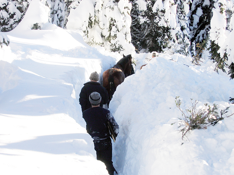 bell and sundance horses, horse rescue in bc, pack horses abandoned bc, horse christmas stories, mount renshaw horse rescue, horses trapped rocky mountains, birgit stutz horse rescue, falling star ranch bc, frank mackay horse abandonment