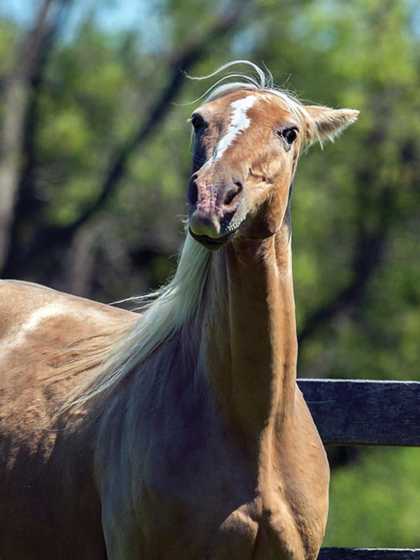 equine mental health, depression in horses, horse behaviour, horse welfare, equine welfare, horse psychology, equine psychology, horse stress, horse management, turnout, pasture, herd behaviour, Warmblood, horse training, emotional well-being, Canadian horse industry, horse care, equine behaviour, horse socialization, horse enrichment, welfare science, Abby Stilwell