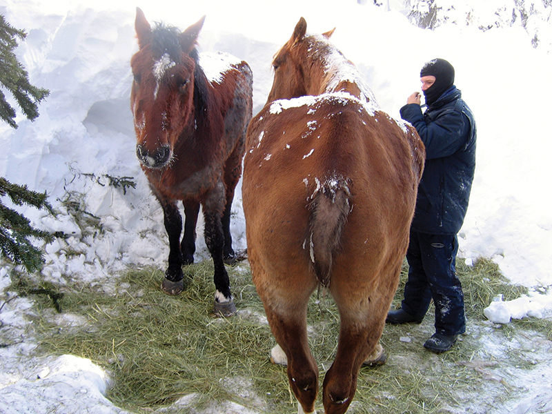 bell and sundance horses, horse rescue in bc, pack horses abandoned bc, horse christmas stories, mount renshaw horse rescue, horses trapped rocky mountains, birgit stutz horse rescue, falling star ranch bc, frank mackay horse abandonment