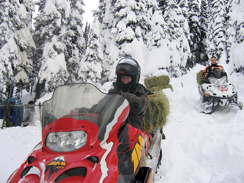 bell and sundance horses, horse rescue in bc, pack horses abandoned bc, horse christmas stories, mount renshaw horse rescue, horses trapped rocky mountains, birgit stutz horse rescue, falling star ranch bc, frank mackay horse abandonment