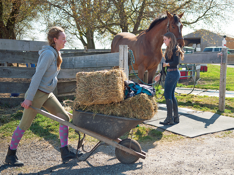 doing barn chores, paying for a horse, owning a horse
