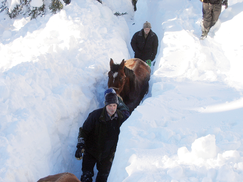 bell and sundance horses, horse rescue in bc, pack horses abandoned bc, horse christmas stories, mount renshaw horse rescue, horses trapped rocky mountains, birgit stutz horse rescue, falling star ranch bc, frank mackay horse abandonment