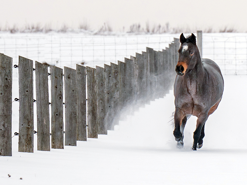 equine photography, horse photography tips, photographing horses, rule of thirds photography, equine composition techniques, horse photo focus modes, AF-C tracking horses, photographing moving horses, Canadian equestrian photography, Shawn Hamilton photography, Clix Photography, horse photography composition, capturing horses in motion, equine photo tips Canada, horse rider photography
