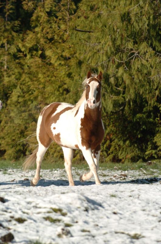 Care & Feeding of the Senior Horse, kentucky equine research, feeding old horse, health of senior horse, overweight horse