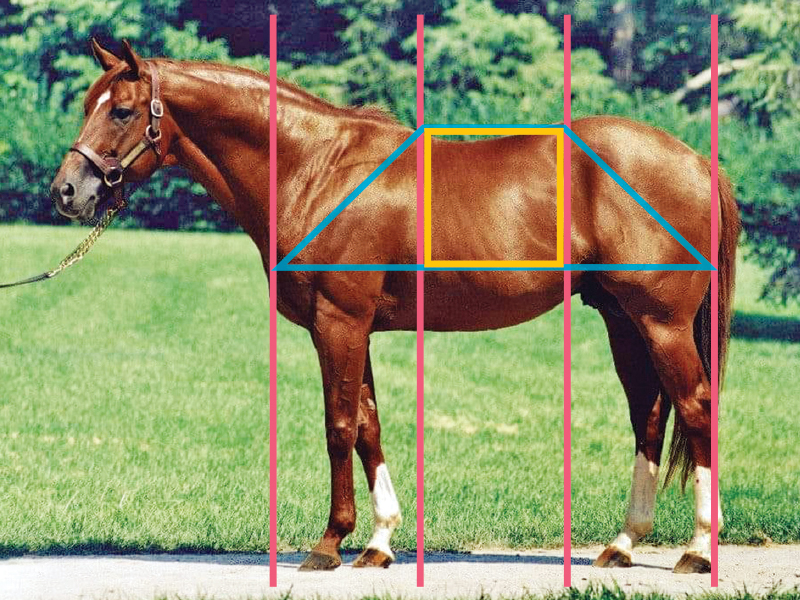 horse conformation, horse movement analysis, equine judging, horseman’s eye, horse training Canada, equine biomechanics, horse soundness, judging horses Canada, equine body language, horse gait analysis, horse selection tips, equestrian coaching Canada, horse show judging, Canadian horse industry, horse performance evaluation