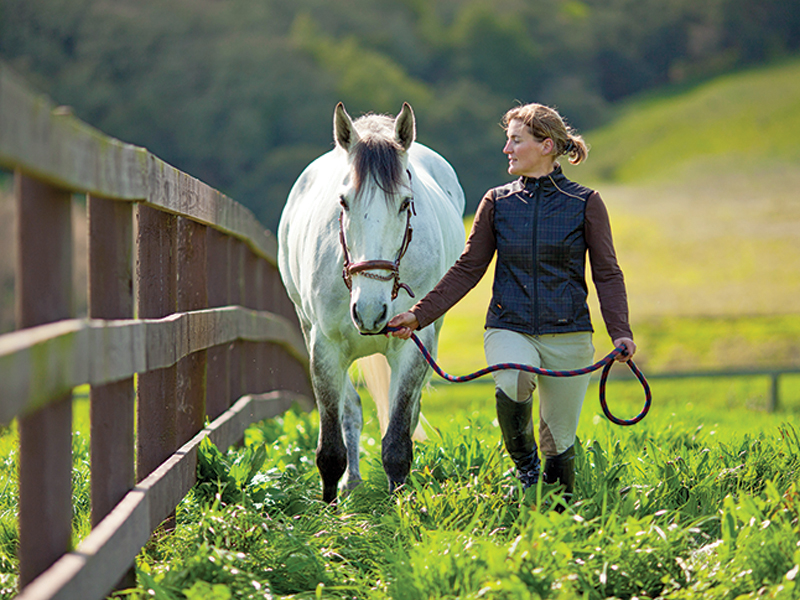 GROUNDWORK horses, exercises for horses, keeping a horse fit, jec ballou horse fitness, how to keep my horse healthy without riding, exercising a horse without riding