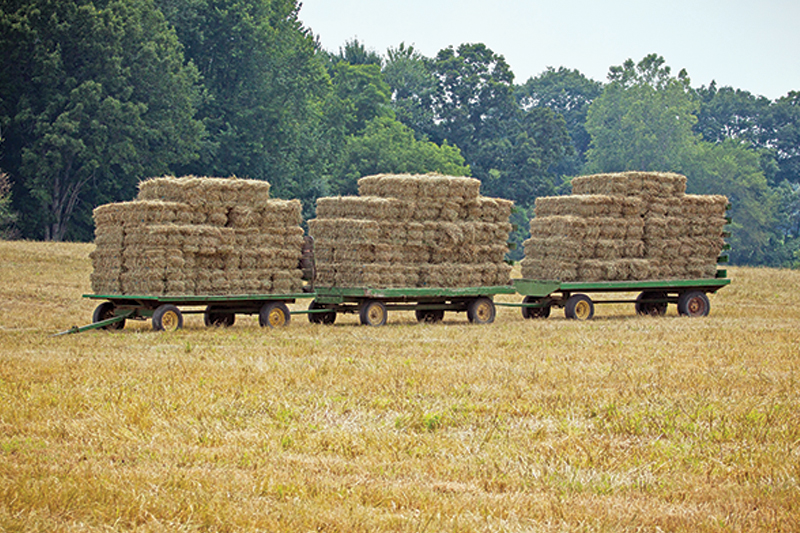 earning extra income horses, making money horses, tania millen, leasing a horse, composting manure