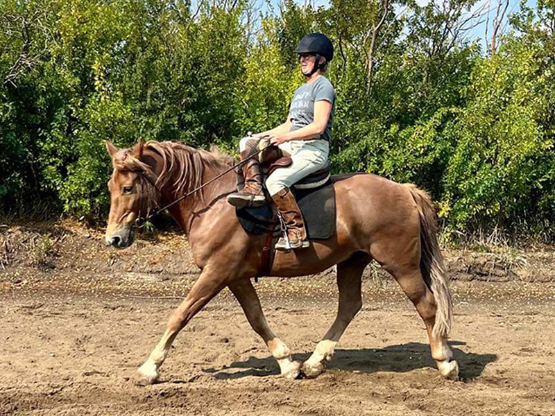 horseback riding hummingbird creek alberta, horseback riding rocky mountains alberta, canadian horse breed, canada's national breed, chhaps, canadian horse heritage & preservation society, canada's national horse
