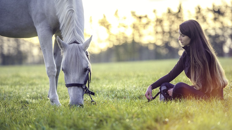 relationship with horses, understanding horses, alexa linton, how old horses get, paddock paradise track system, natural environment horses