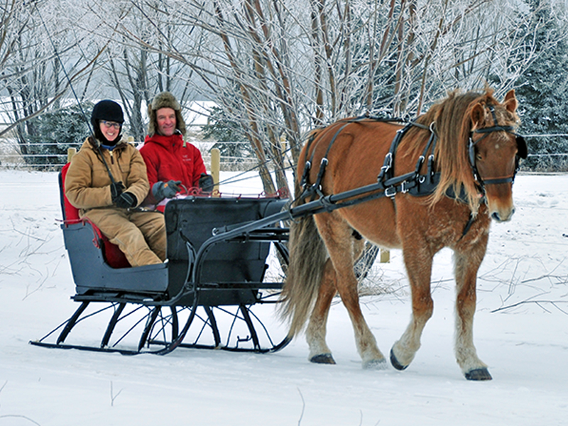 sleigh ride canadian horse, canadian horse breed, canada's national breed, chhaps, canadian horse heritage & preservation society, canada's national horse