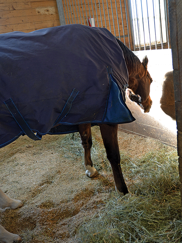 equine mental health, depression in horses, horse behaviour, horse welfare, equine welfare, horse psychology, equine psychology, horse stress, horse management, turnout, pasture, herd behaviour, Warmblood, horse training, emotional well-being, Canadian horse industry, horse care, equine behaviour, horse socialization, horse enrichment, welfare science, Abby Stilwell
