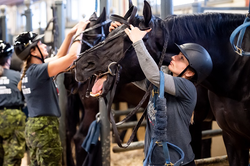 Soldier On program for injured soldiers and veterans, horse program for trauma survivors