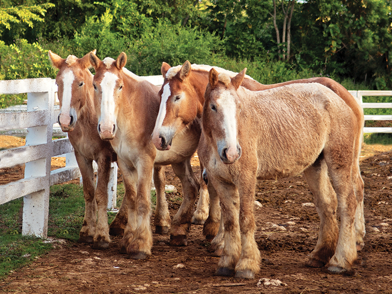 riding horses in cuba, cuba riding holiday, shawn hamilton cuba, unicorn trails horse riding, valle vinales horse riding