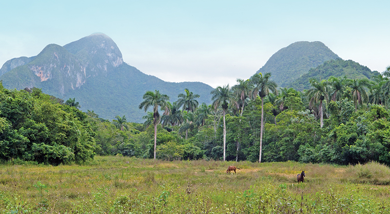 riding horses in cuba, cuba riding holiday, shawn hamilton cuba, unicorn trails horse riding, valle vinales horse riding