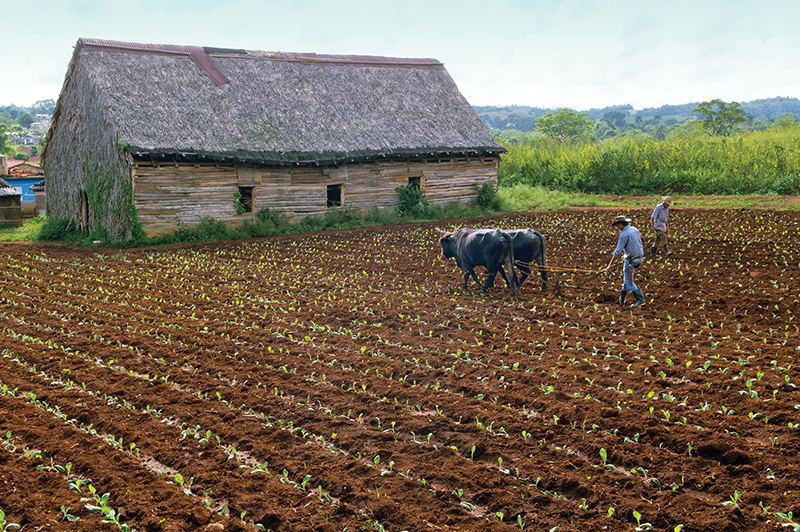 riding horses in cuba, cuba riding holiday, shawn hamilton cuba, unicorn trails horse riding, valle vinales horse riding