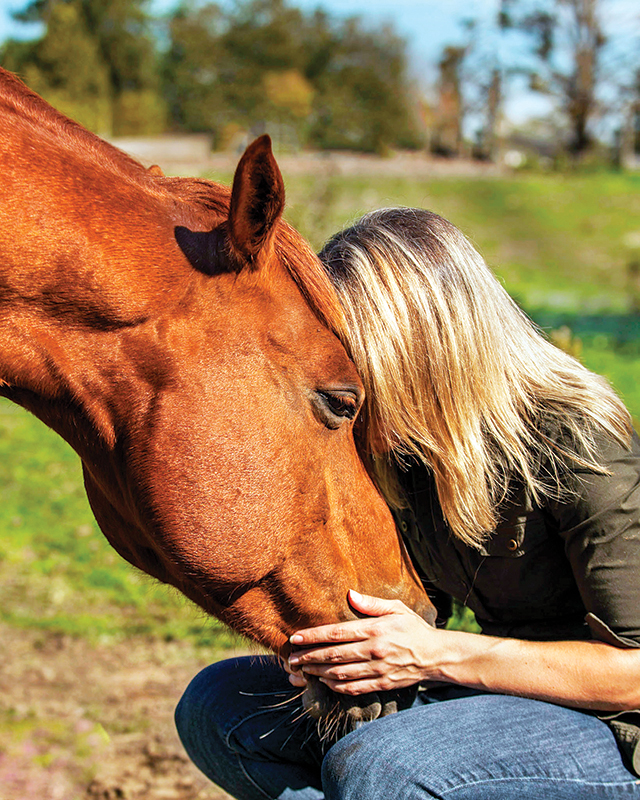 horse trailering, horses trailers, worthy of horse, good to your horse, respect your horse, pressure-free horse training methods