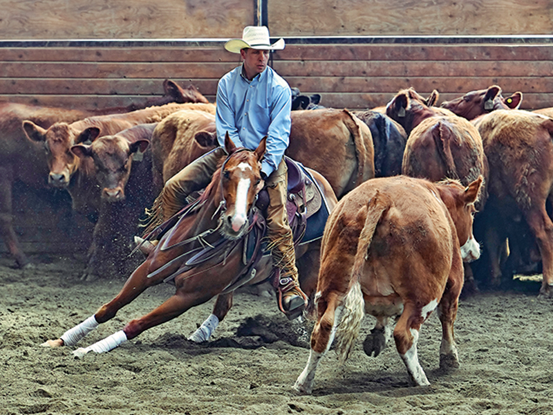 rules in cutting horse competitions, bc cutting horse association, heritage cutting classic chillwack bc, national cutting horse association, ontario cutting horse association, bill collins