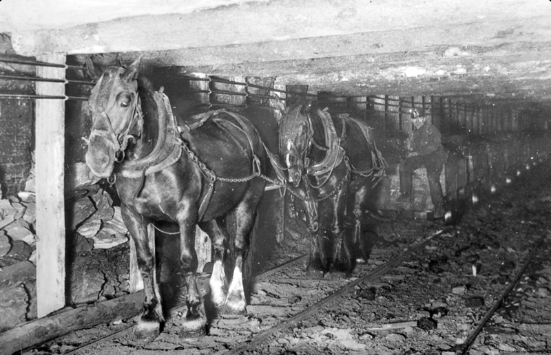 history of horses in canada, canadian horse history, Sir Donald Smith, Edward Mallandaine, canadian equine history history of horses in canada, canadian horse history, Sir Donald Smith, Edward Mallandaine, canadian equine history