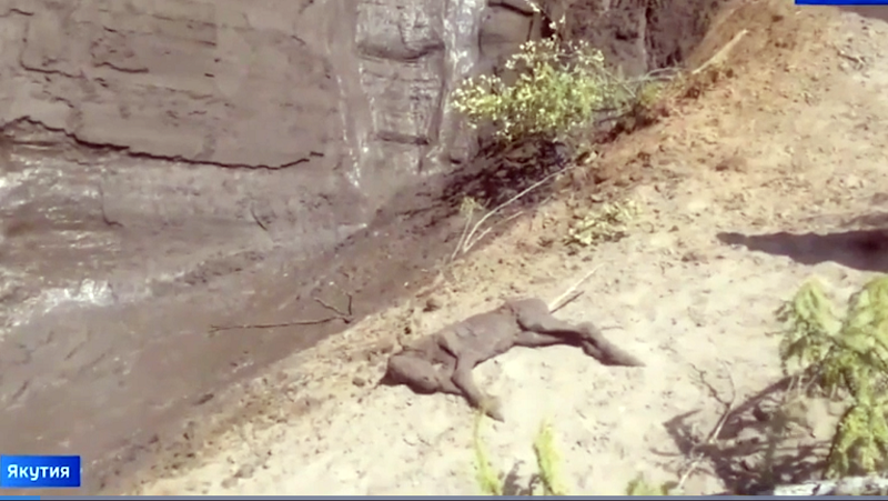 horse fossils, extinct horses, archealogical finds equine, history of horses