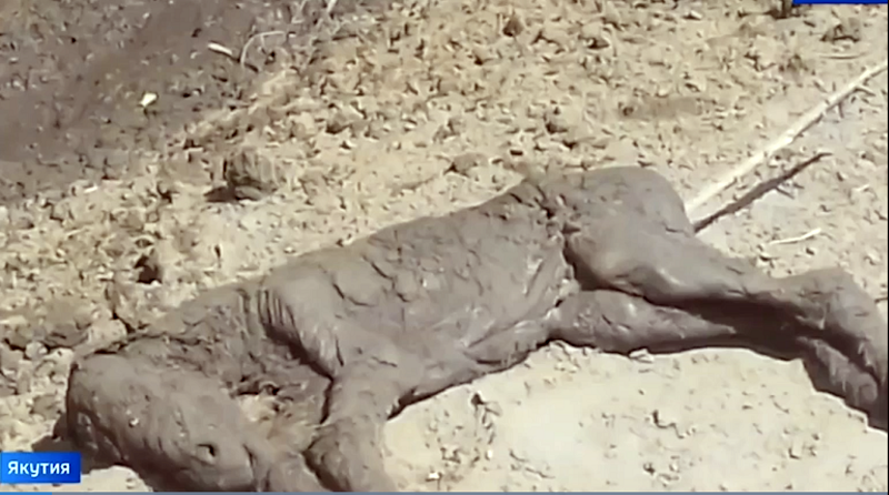 horse fossils, extinct horses, archealogical finds equine, history of horses