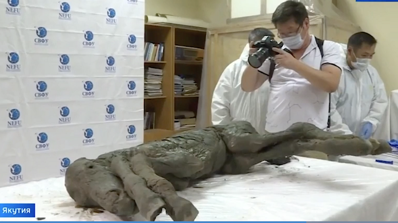 horse fossils, extinct horses, archealogical finds equine, history of horses