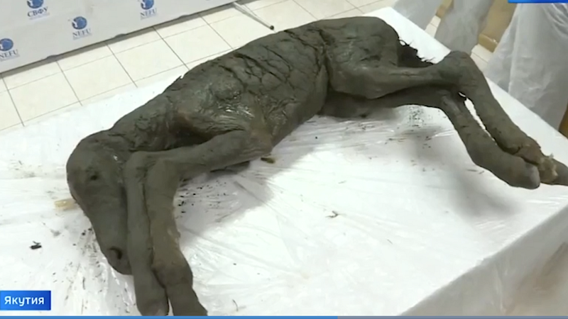 horse fossils, extinct horses, archealogical finds equine, history of horses