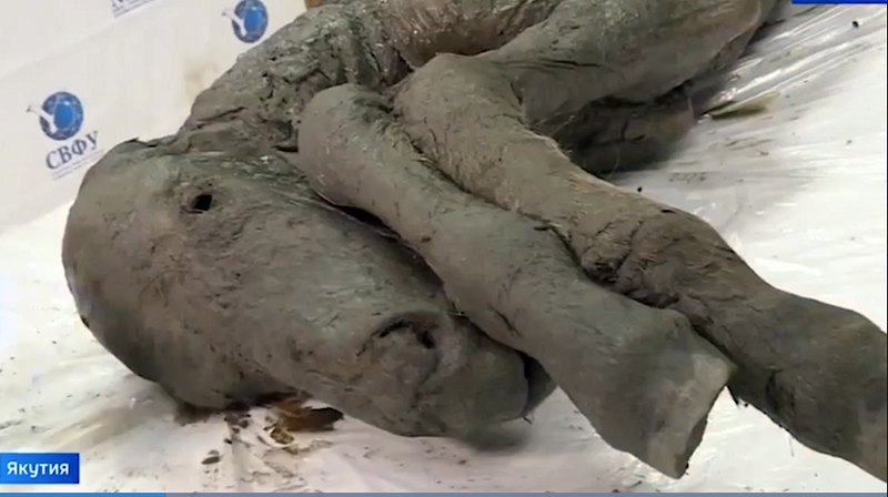 horse fossils, extinct horses, archealogical finds equine, history of horses