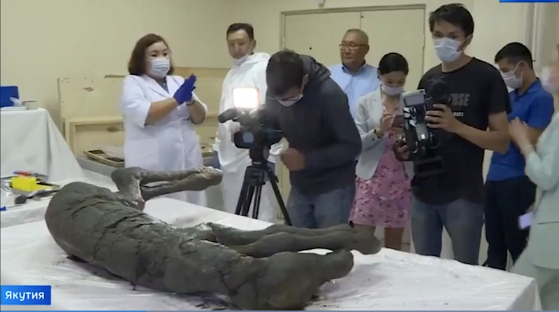 horse fossils, extinct horses, archealogical finds equine, history of horses