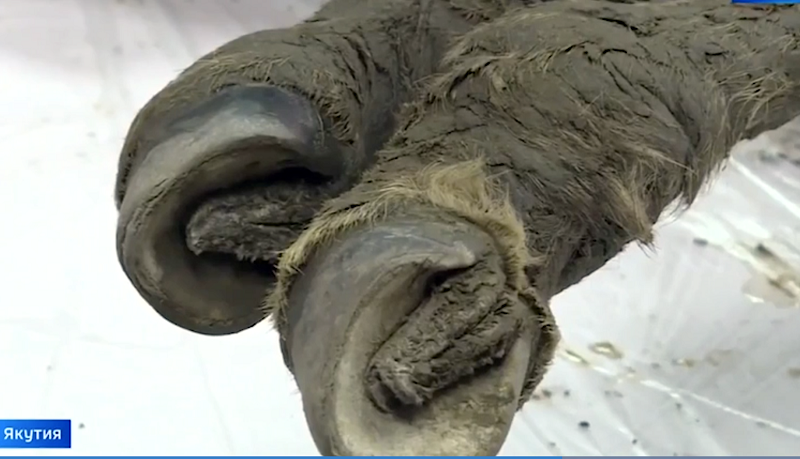 horse fossils, extinct horses, archealogical finds equine, history of horses