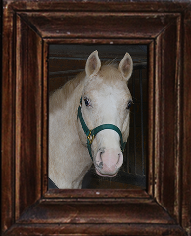 Sunnybrook STables barn fire, horses perish at Sunnybrook, horses die barn fire, ontario horse barn fire