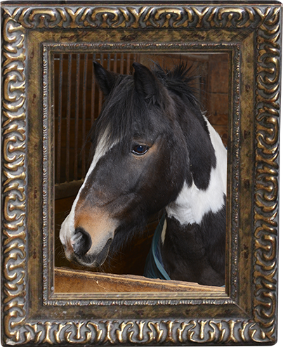 Sunnybrook STables barn fire, horses perish at Sunnybrook, horses die barn fire, ontario horse barn fire