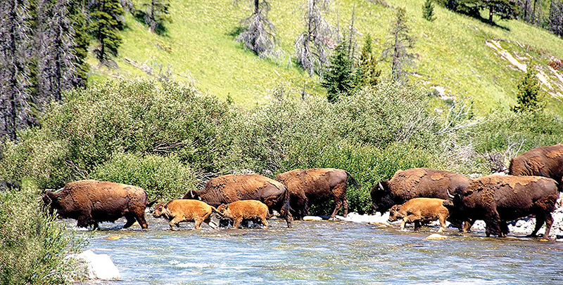 riding with bison in canada, bison in the canadian wilderness, horse riding with bison, Bison in Grasslands National Park
