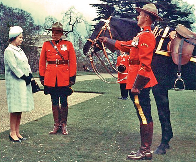 Remarkable canadian Horse Burmese, Burmese horse, great canadian horse, Canada’s 150 anniversary, Queen Elizabeth II burmese horse Remarkable canadian Horse Burmese, Burmese horse, great canadian horse, Canada’s 150 anniversary, Queen Elizabeth II burmese horse